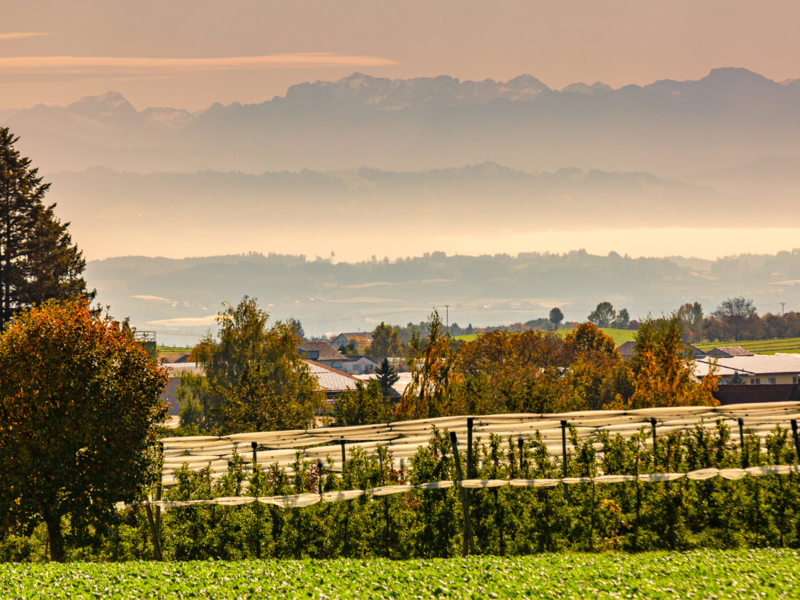 Eine Obstplantage, Bäume im Vordergrund, im Hintergrund eine Berglandschaft der österreischischen und schweizer Alpen