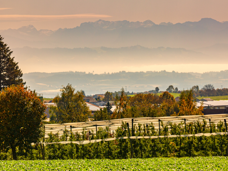 Eine Obstplantage, Bäume im Vordergrund, im Hintergrund eine Berglandschaft der österreischischen und schweizer Alpen