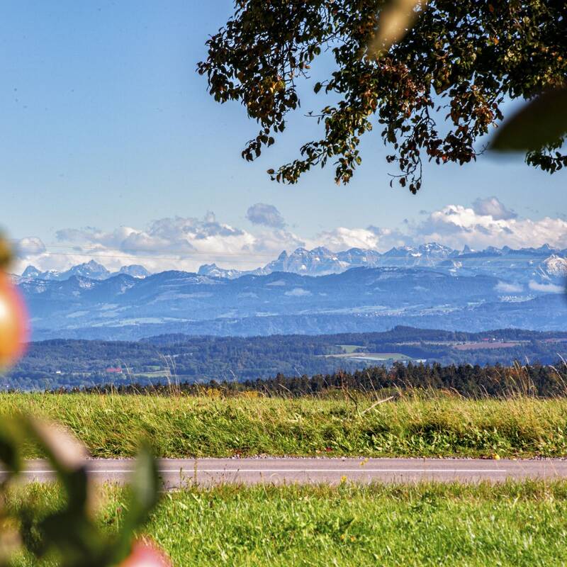 Im Vordergrund sind Obstbäume mit reifen Äpfeln zu sehen, dahinter Grünfläche und ein wundschönes Bergpanorama der österreicher und Schweizer Alpen