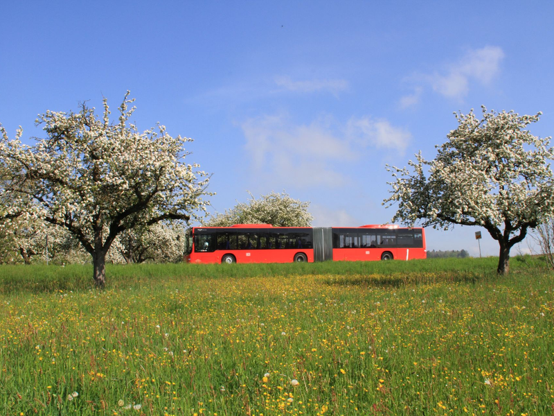 Im Vordergrund eine blühende Wiese. Links und rechts auf dem Bild sind Obstbäume zu sehen. Im hintergrund ein roter Linienbus in der Farbe rot.