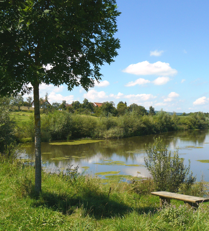 Ansicht von einem Weiher, dem Weiherhofweiher. Im Vordergrund ein Baum und eine Bank und im Hintergrund der Weiher.